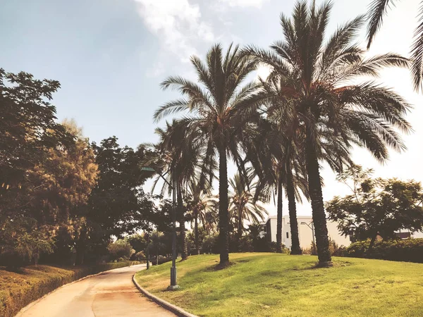 Palm tree and a blue Cloudy sky — Stock Photo, Image