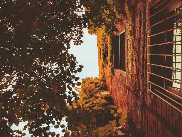 Edificio de ladrillo alto junto a árboles verdes contra el cielo. Edificio parcialmente frondoso — Foto de Stock