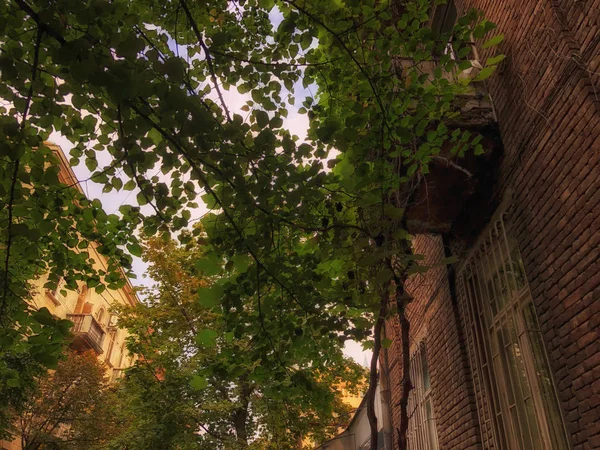 古いれんが造りの都市の通りに建物の背景に緑の木々 — ストック写真