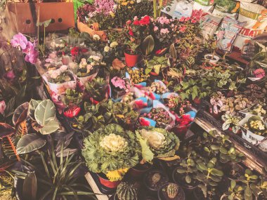 Gül, güneşli bir günde diğer çok renkli çiçek. Yakın çekim vurdu