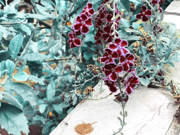 Μικρά μοβ λουλούδια στο γρασίδι στη φύση — Φωτογραφία Αρχείου