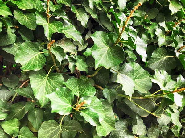 Green bushes of leaves background. Close up shot — Stock Photo, Image