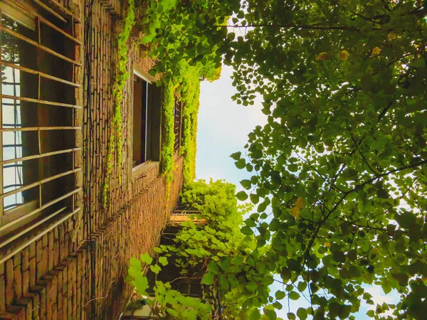 Tall old brick building next to green trees against the sky. Building partially leafy — Stock Photo, Image