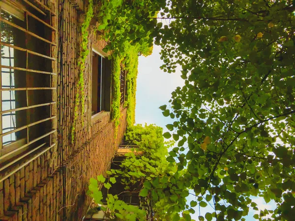 Edificio de ladrillo alto junto a árboles verdes contra el cielo. Edificio parcialmente frondoso — Foto de Stock