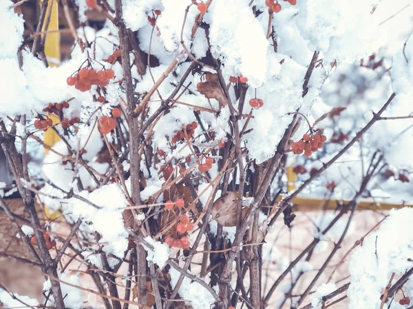 雪のナナカマドの木の小枝。都市の通りで雪が降る。バクリアニで冬の初め — ストック写真