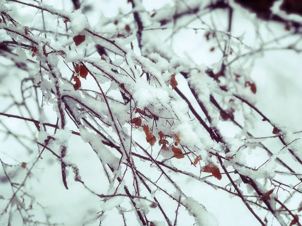 Nevadas. Árboles cubiertos de nieve y hojas autmn en la nevada. Invierno en montaña. Primer plano de disparo — Foto de Stock