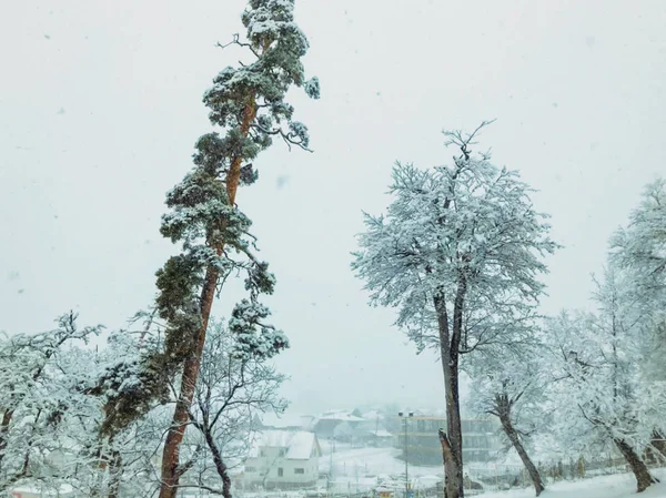 Snöfall. Träd i snön. Himlen i vintersäsongen. Vacker utsikt — Stockfoto