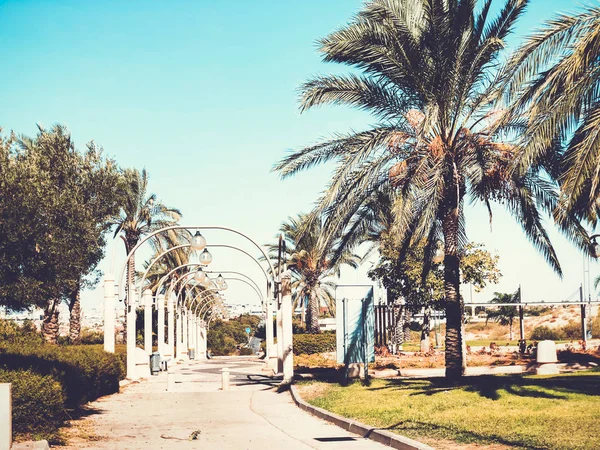 Street light and palm trees along sidewalk against blue sky — Stock Photo, Image