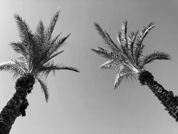 Tropical palm trees in the street  Rishon Le Zion, Israel — Stock Photo, Image