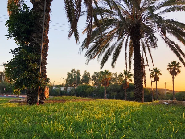 Tropiska palmer i gatan Rishon Le Zion, Israel — Stockfoto