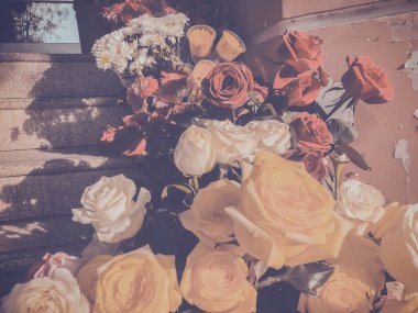 Güller güneşli bir günde. Yakın çekim vurdu