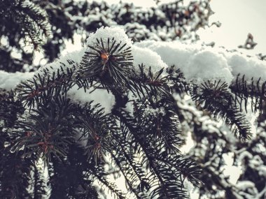 Ağaç şenliği, karda Noel ağaçları. Şehrin sokaklarında kar yağıyor. Bakuriani 'de kışın başlangıcı