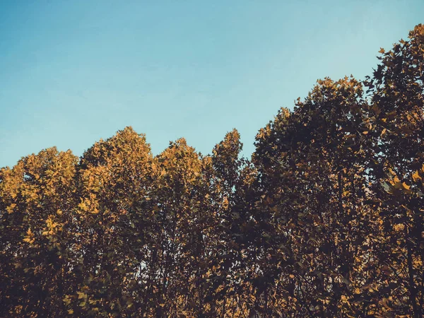 Árboles caducos en el fondo del cielo azul. Otoño en la ciudad — Foto de Stock