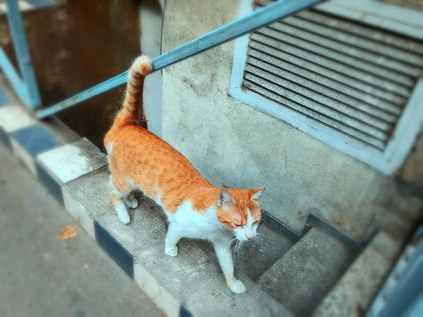 Beau chat rouge avec des taches blanches sur une rue de la ville. Gros plan — Photo