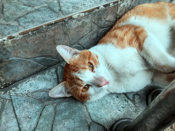 Gato vermelho bonito com lugares brancos em uma rua de cidade. Imagem de close-up — Fotografia de Stock