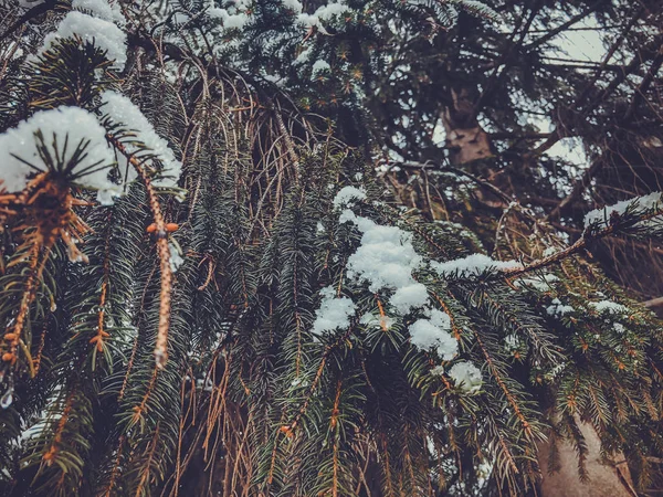 云杉树的分支与白雪。城市里的冬天。特写镜头 — 图库照片