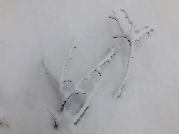 Arbre tombé branche dans la neige. Saison d'hiver. Chute de neige — Photo