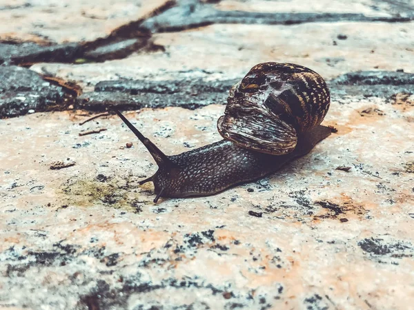 달팽이, 나선형으로 gastropod 연체 동물 껍질 및을 닫습니다. 측면 보기 — 스톡 사진