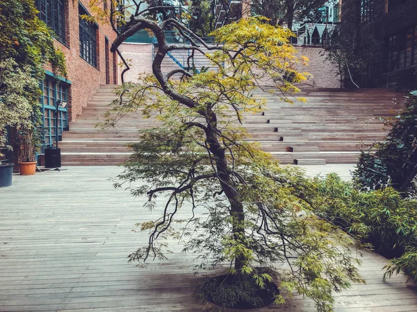 Eco-estilo no pátio moderno com belas vistas, árvore decorativa contra as escadas — Fotografia de Stock
