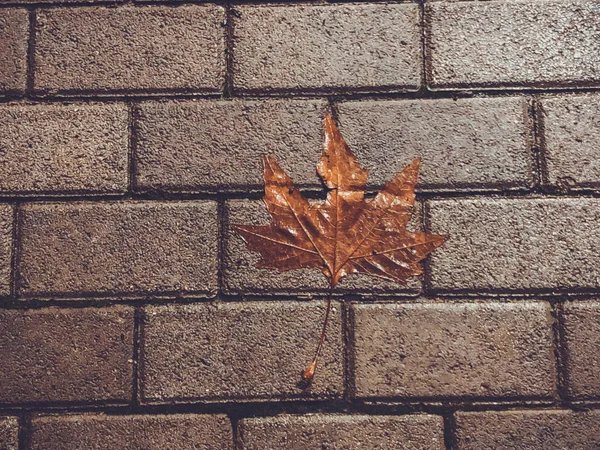 Autumn fallen leaf on the decorative gray concrete bricks. Close-up shot