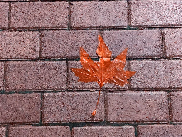 Feuille tombée d'automne sur les briques de béton gris décoratif. Gros plan — Photo