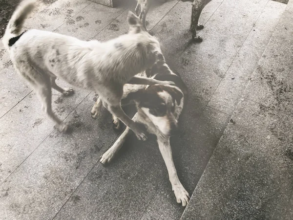 Cão de duas jardas, a brincar na rua. Neve na rua. Instantâneo quase — Fotografia de Stock