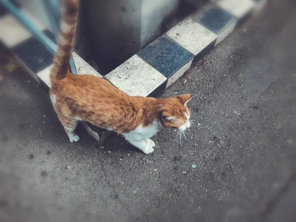 Hermoso gato rojo con manchas blancas en una calle de la ciudad. Primer plano de disparo — Foto de Stock
