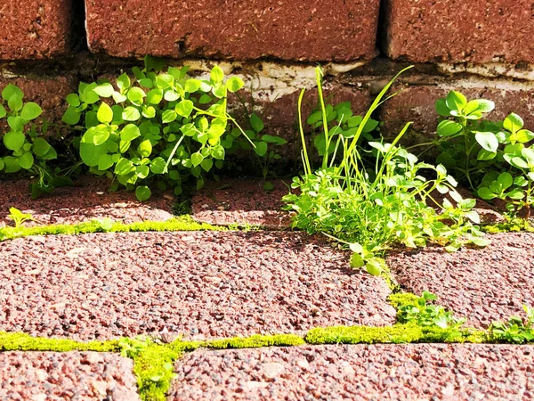Rotes Betonpflaster mit sprießendem grünen Gras durch das Pflaster — Stockfoto