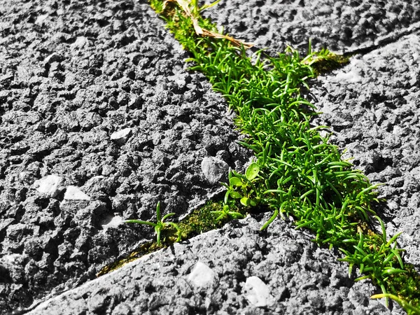Pavimento de concreto vermelho com grama verde brotando através da pavimentação — Fotografia de Stock