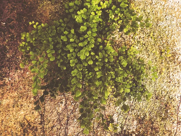 녹색의 나뭇잎 질감 배경. 아름 다운 무늬와 녹색 잎 — 스톡 사진
