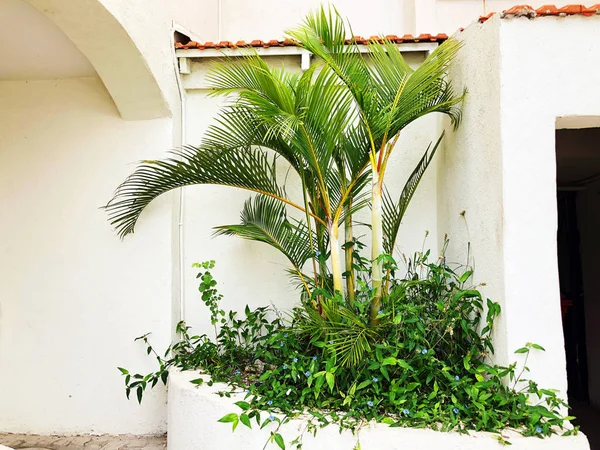 Edificio residencial con palmeras en frente —  Fotos de Stock