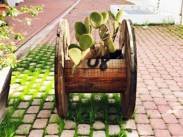 Kaktusfeigen. Säbel, Früchte der Kakteenart Opuntia ficus-indica in Holzspule — Stockfoto