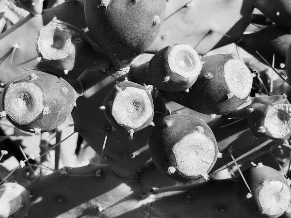 Peras espinosas fruta. Sabres, frutos de la especie Opuntia ficus-indica de cactus, también llamados como higo opuntia india — Foto de Stock