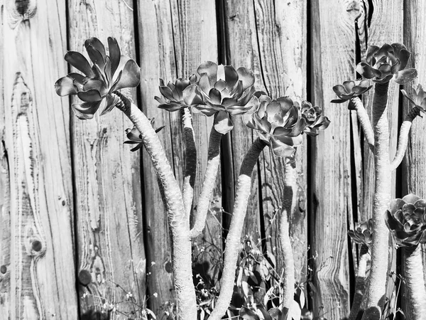 古い苔状の木製のフェンスは植物で覆われている、色の調子を整える適用 — ストック写真