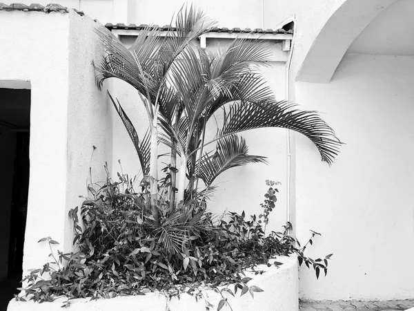 Житловий будинок з пальмами спереду — стокове фото