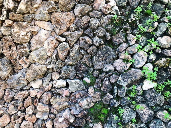 Hierba verde empujando hacia arriba a través de las piedras — Foto de Stock