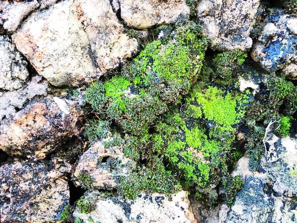 Green grass pushing up through the stones