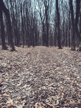 Sonbahar ormana düşmüş yaprak. Orman çıplak ağaçlar ve kuru düşen sonbahar yaprakları.