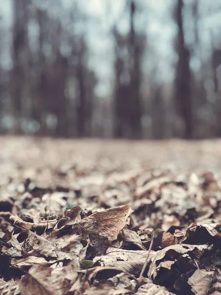 Fallen leaf in the autumn forest. Forest with bare trees and dry fallen autumn leaves.