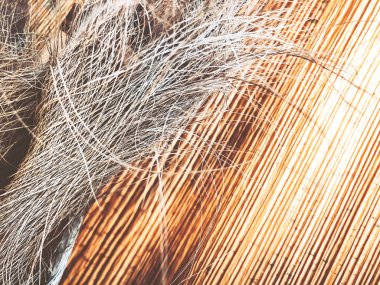 Tropik ağaç arka plan fotoğraf, bir arka plan olarak kuru yaprakların Önden Görünüm