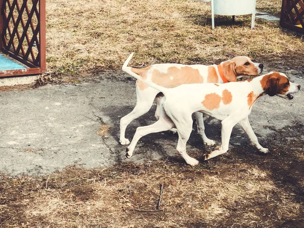 Dvě krásné mladé a skotačící psů německý ohař krátkosrstý — Stock fotografie