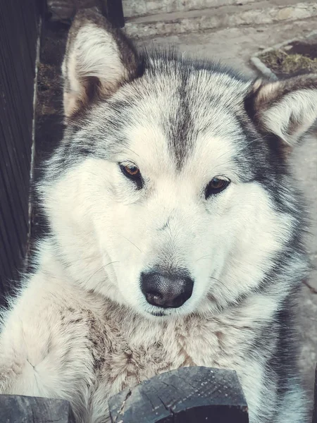 Mooie Husky hond op zoek naar buiten, close-up — Stockfoto