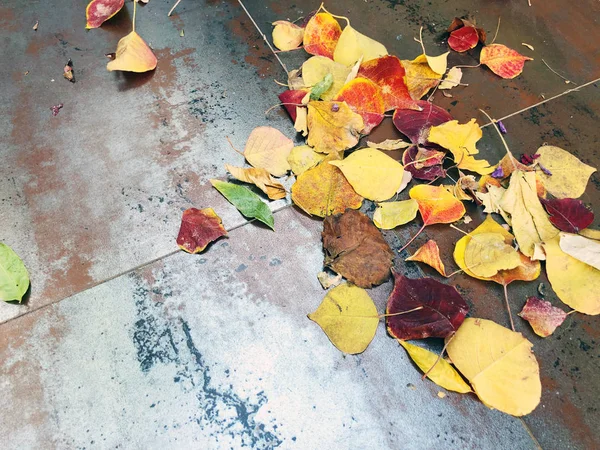 Kuru yaprakları doku: Sonbahar güzelliği bırakır. Ağaç yaprak paslı bir sac üzerinde — Stok fotoğraf