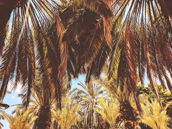 Primer plano de una palmera tropical. Textura de palma abstracta para fondo natural — Foto de Stock