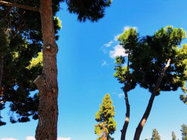 Alt görünümü arka planda mavi gökyüzü ile uzun boylu eski çam