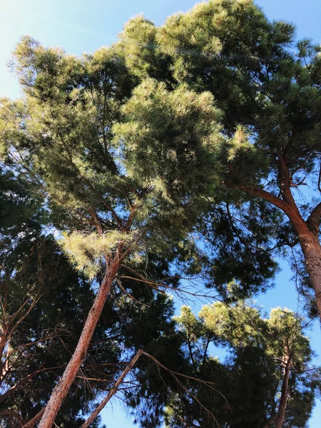 Vista inferior de pino viejo alto con cielo azul en el fondo —  Fotos de Stock