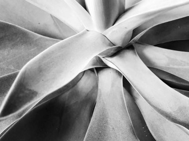 Siyah ve beyaz arka plan tropik bitkilerin yaprakları. Yaprak doğası yapılmış yaratıcı düzen için doku