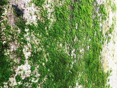 Yeşil closeup doku arka plan bırakır. Yeşil yaprakları ile güzel desen