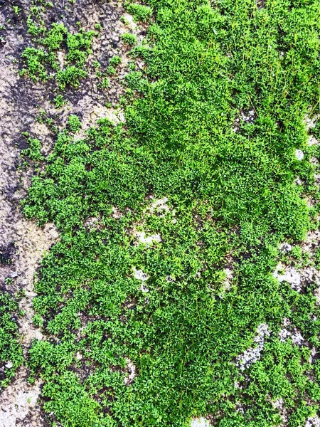 Gros plan de feuilles vertes texture fond. Feuilles vertes avec beau motif — Photo