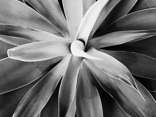 Black and white  leaves background of the tropical plants .Texture for creative layout made of leaf nature — Stock Photo, Image
